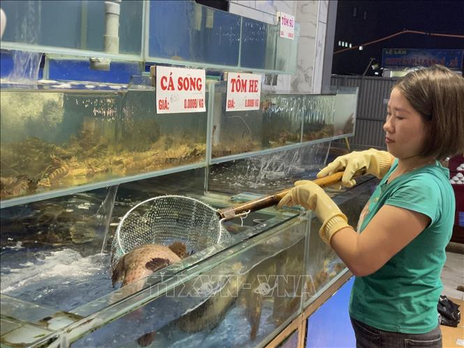 Các cơ sở kinh doanh dịch vụ ăn uống chủ động nguồn hàng chất lượng, tươi sống, có xuất xứ rõ ràng và đảm bảo an toàn thực phẩm. Ảnh: Hoa Mai - TTXVN